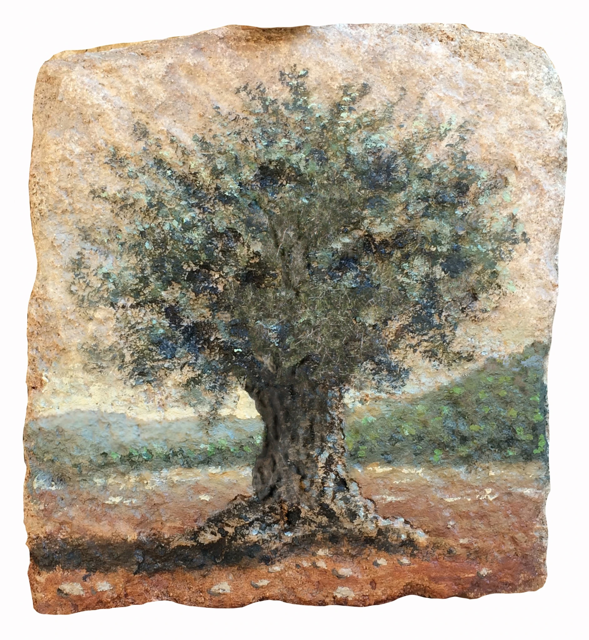 עץ זית בוגר נטוע בתוך נוף שקט, והצבע משתלב במרקמה המחוספס של אבן הכורכר.