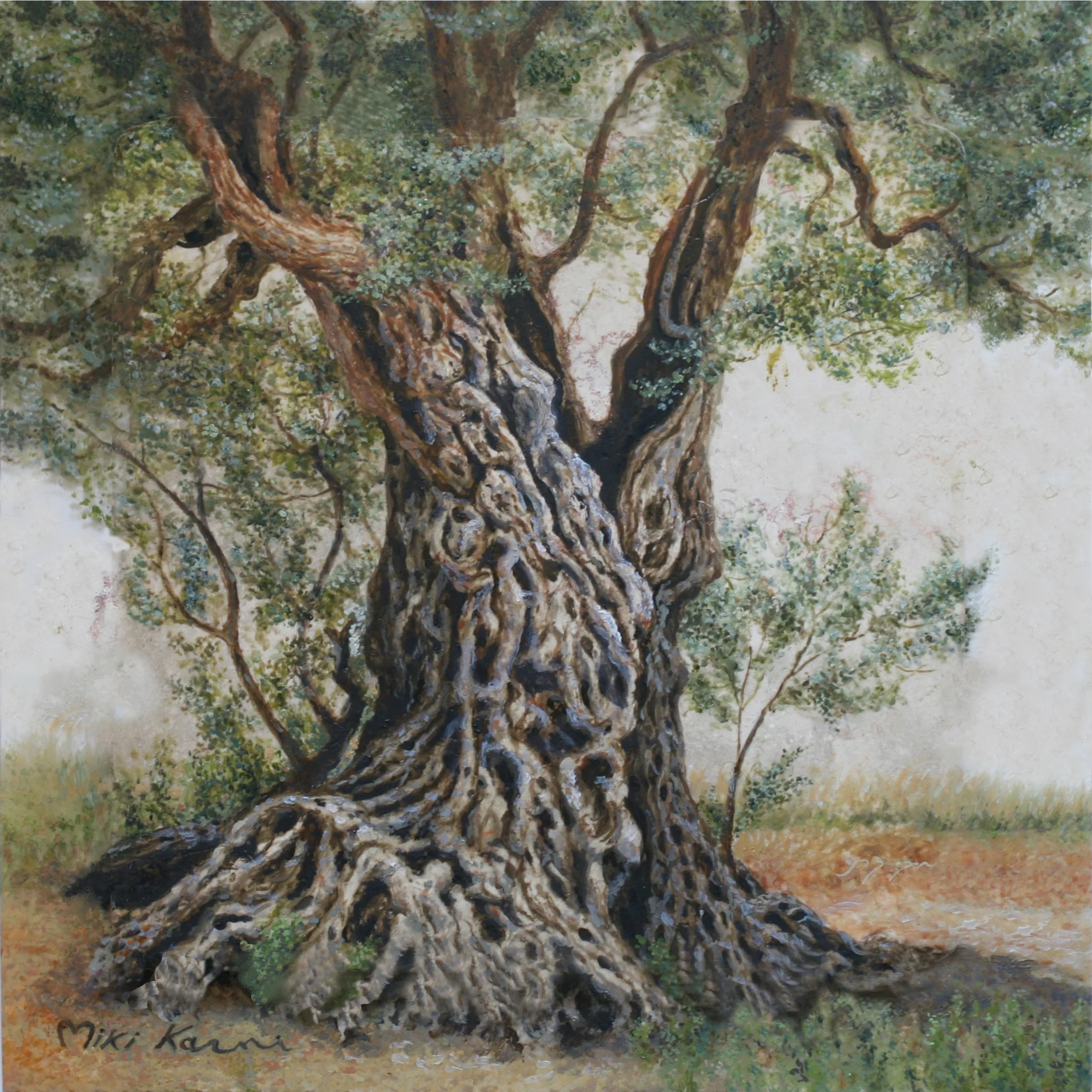 מבט תקריב מונומנטלי על גזע זית עתיק, החוגג גיל, עמידות ואופי פיסולי.