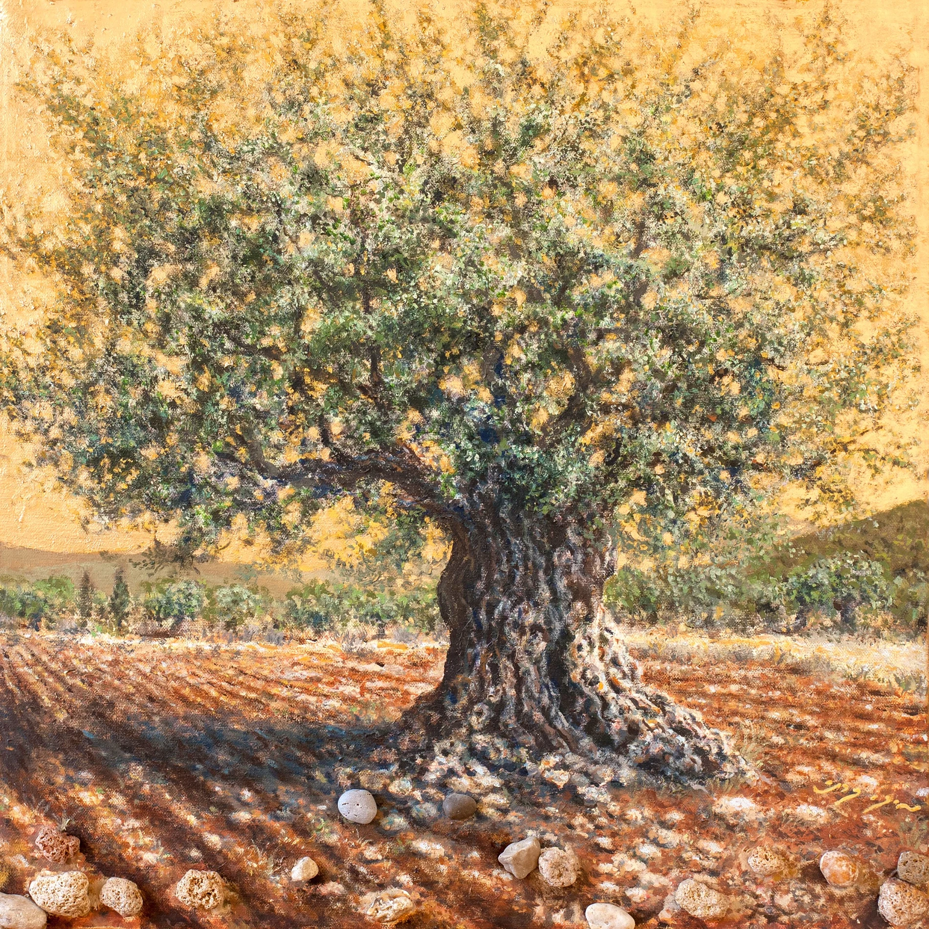 אור זהוב מתפשט בין הענפים ועל פני האדמה החרושה מתחת לעץ זית עתיק.