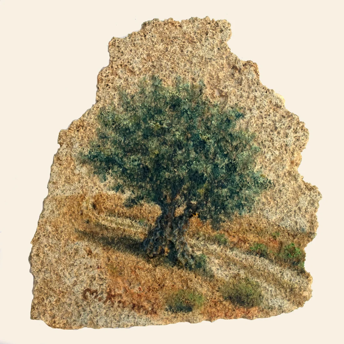 עץ זית על כורכר